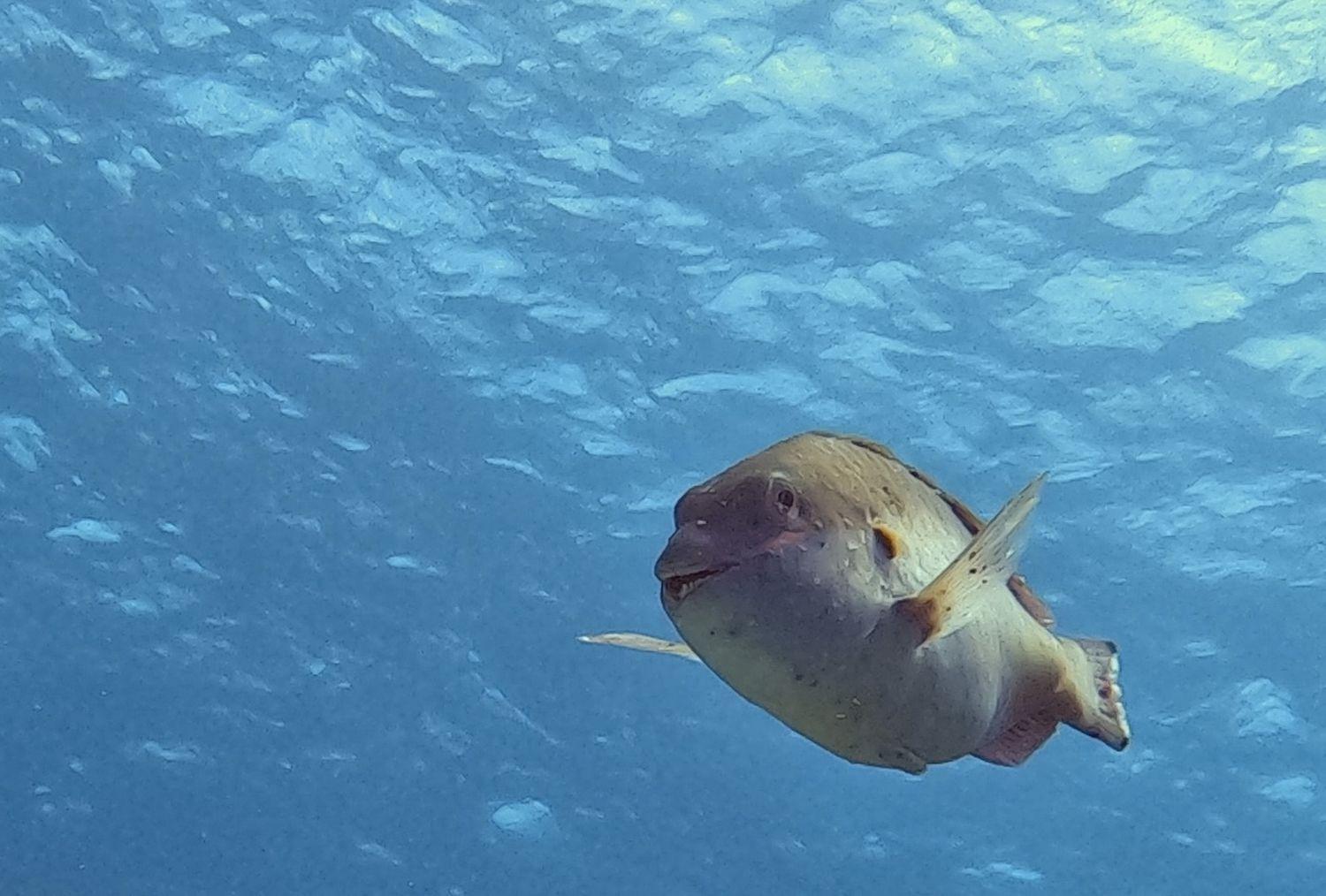 Willa Finisterre Curacao Westpunt Zewnętrze zdjęcie